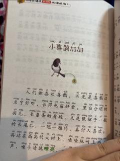 小喜鹊加加