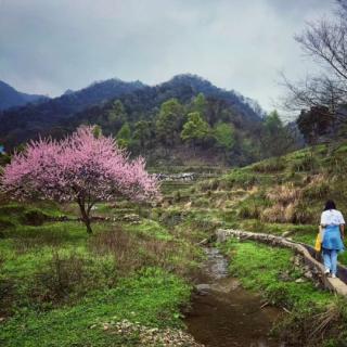 《大林寺桃花》