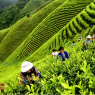 周轶说茶：武夷山的气候