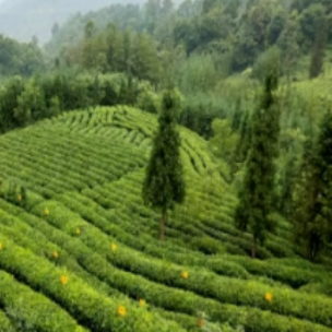 周轶说茶：武夷山的土壤