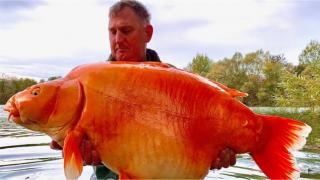 Carrot, 67-pound goldfish of legend, caught in France