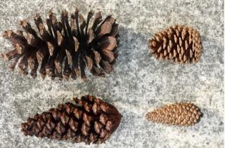 Pine cones aren't just decoration; they're tools trees use to survive