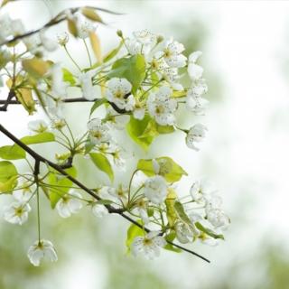 一剪梅·雨打梨花深闭门（明唐寅）