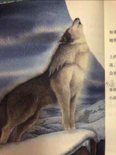 西顿动物故事【狼王】--（狼的复仇）第五节 嗜杀的生活
