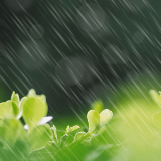 《春雨》佚名