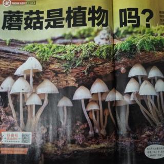 蘑菇是植物吗？