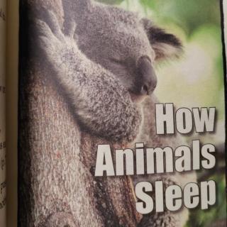 How Animals Sleep