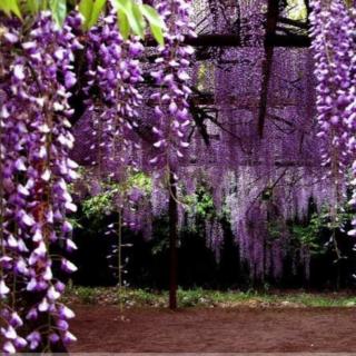 《紫色花园》作者／阿紫