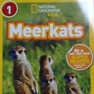 20230214 国家地理一 Meerkats  Day1