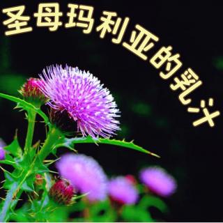 85这种植物为什么叫做圣母玛利亚的乳汁？