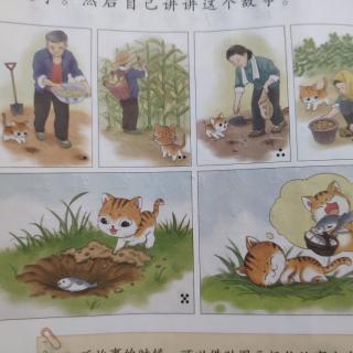 小花猫种鱼