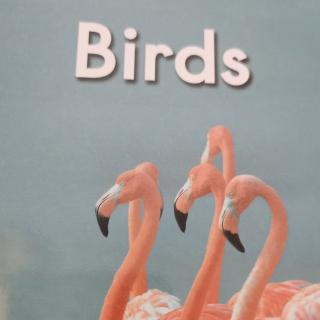 Birds（A）