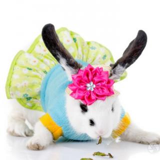 小白兔的花裙子