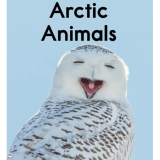 【艾玛读绘本】RAZ-E Arctic Animals 朗读