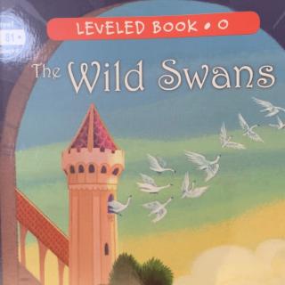 The wild swans