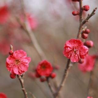 季如慕《人生如花，淡者最香》