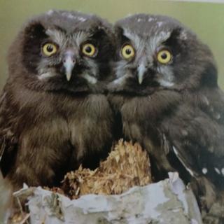 owls overhead