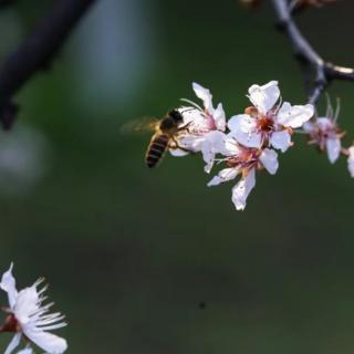 《黄帝内经》/从脉象推测人的死亡日期22