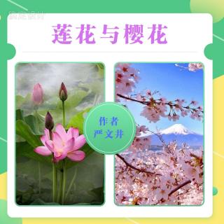 作品24号《莲花和樱花》节选自严文井《莲花和樱花》