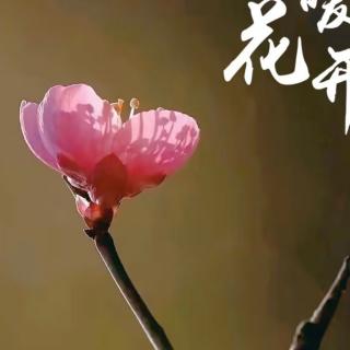 12.13女神节朗诵沙漠玫瑰