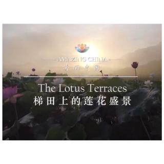 Mar.8  Hazel 4｜The Lotus Terraces Part4