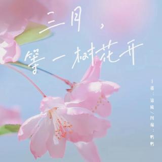 周三晚安曲组【三月，等一树花开】VOL.锦鳞