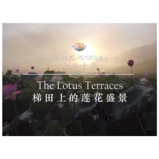 Mar 9 Hazel 4｜The Lotus Terraces