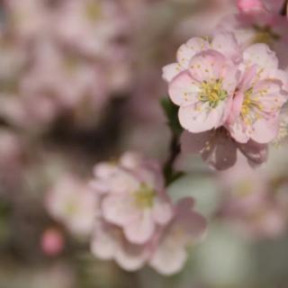 三月桃花开，春天如约来