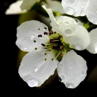 梨花带雨（外一首）