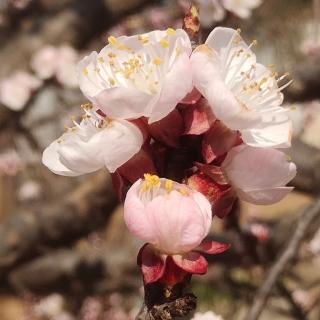 蝶恋花  杏花  外三首   白绪雷