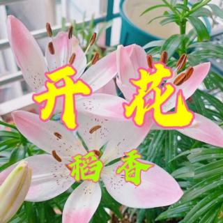 开花（作者：稻香）