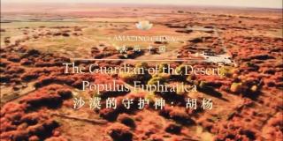 Mar.12 Hazel 4｜The Guardian of the desert Populus Euphratica