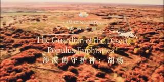 Mar.14 Hazel 4｜The Guardian of the desert Populus Euphratica