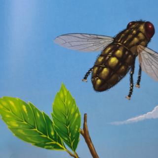 《昆虫记——麻蝇》