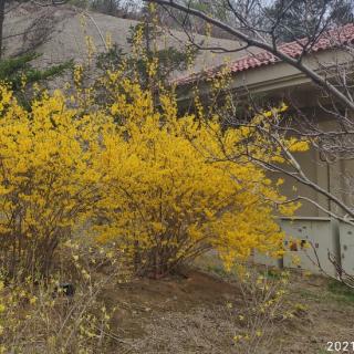 220.严仁《木兰花》（春风只在园西畔）版一