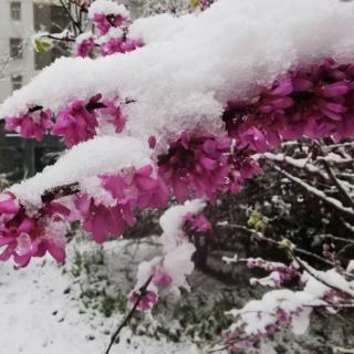 雪景  张小红