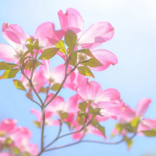 寒雨欲冰 春暖花开丨刘秀平   诵读丨陈芬芳