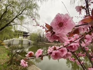 《桃花开了》刘建平