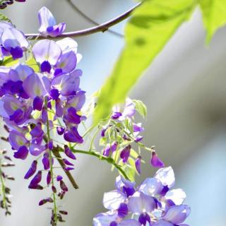 《紫藤花》