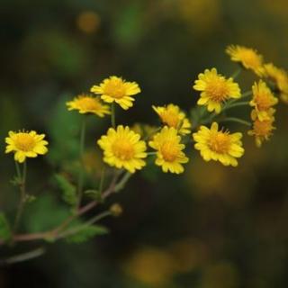 《野菊花》余秀华