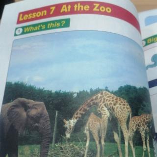 Lesson. 7. At.  the. Zoo