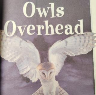 Owls Overhead