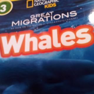 Mar.26-Max04=whales