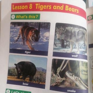 Lesson8.    Tigers.  and.  Bears