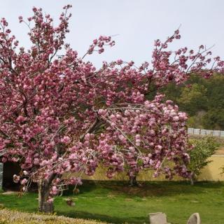 25.宋祁《木兰花》（东城渐觉风光好）版二