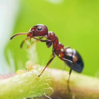 小蚂蚁背花粉