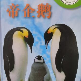 卡蒙加幼教集团冯老师——《帝企鹅》