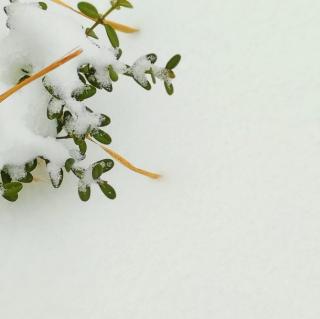 《第一场雪》片段