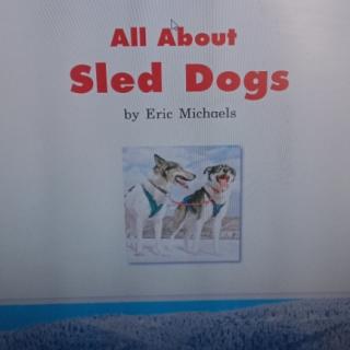 All about  sled dogs