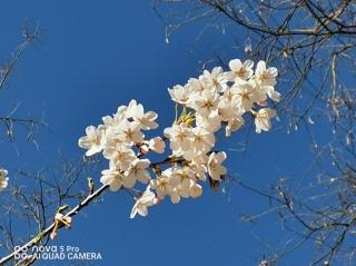 《锣鼓巷》作者：任学路